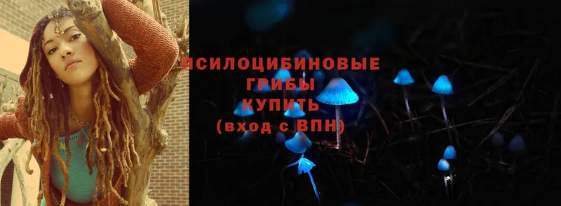 Псилоцибиновые грибы Psilocybine cubensis  Махачкала 